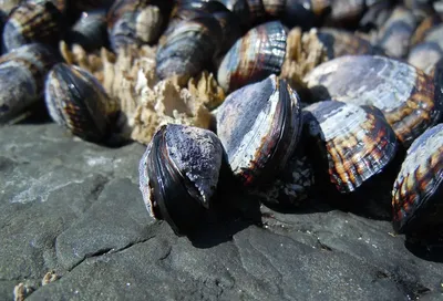 mussels mussles homophone