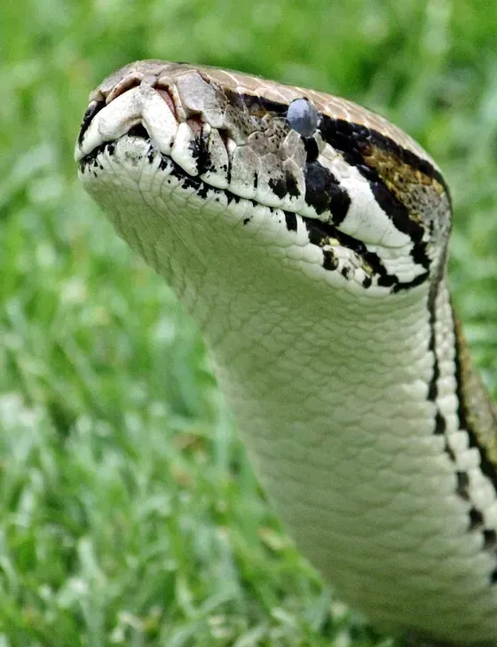 evil snake