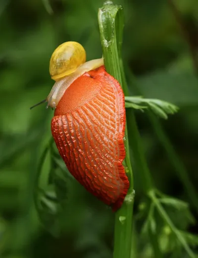 fire monster slug