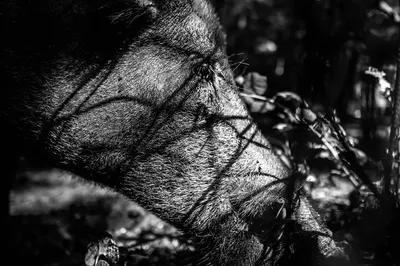 boar bore homophone