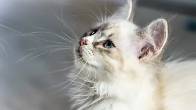 Toby cat cleaning itself on street