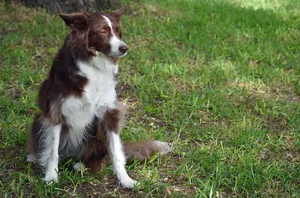 unconditional-love-dog