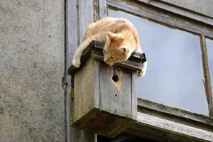 Orange eyed cat laying down in the dark