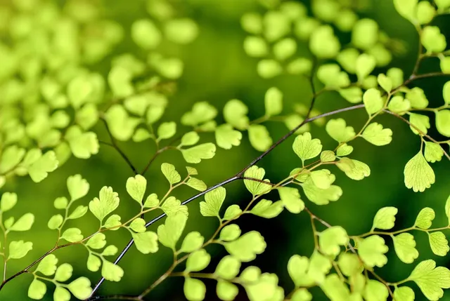 green connotation leaf wet