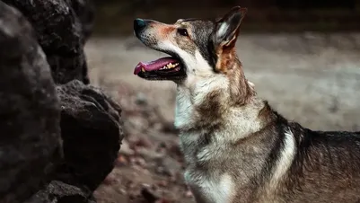 Werewolf stalking girl in forest
