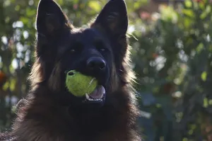 Army German Shepard Dog