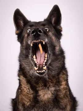 guard-dog