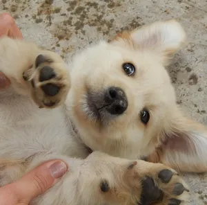 Black and White Puppy